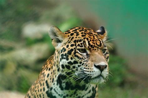 Jaguares en peligro: un estudio revela que su estado de ...