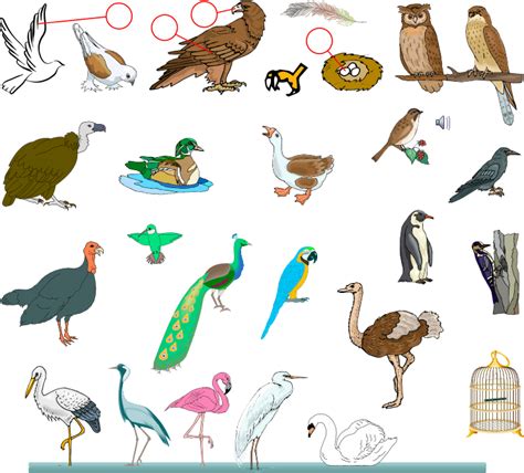 Japanese: Vocabulary Guide: Birds | 鳥   とり   tori