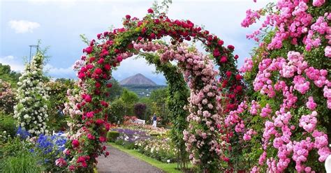 Jardim da Terra: COMO CULTIVAR: Rosas Trepadeiras