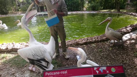 Jardim Zoologico de Lisboa 2016   Alimentação dos ...