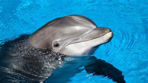 Jardim Zoológico de Lisboa apresenta cria de golfinho no ...