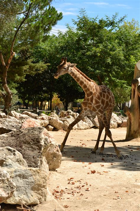 Jardim Zoológico de Lisboa | O que fazer em Lisboa