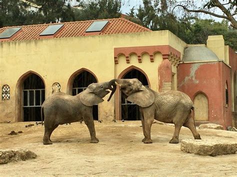 Jardim Zoologico de Lisboa   Picture of Lisbon Zoo, Lisbon ...