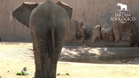 Jardim Zoológico   Enriquecimento Ambiental em Elefante ...