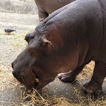 Jardim Zoologico  Lisboa    ATUALIZADO 2019 O que saber ...