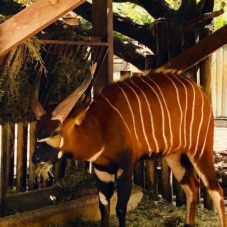 Jardim Zoologico  Lisboa    ATUALIZADO 2019 O que saber ...