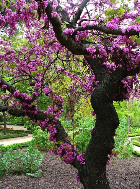 Jardín Botánico de Madrid, Arbol del Amor | PaseosMadrid.com