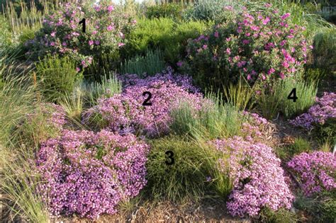 Jardín y cubierta vegetal de plantas mediterráneas en VIVERS CAREX