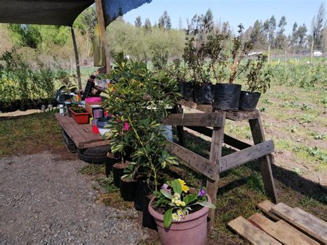 Jardín y Vivero Verde Bosque +569 98902898   Somos Yerbas Buenas