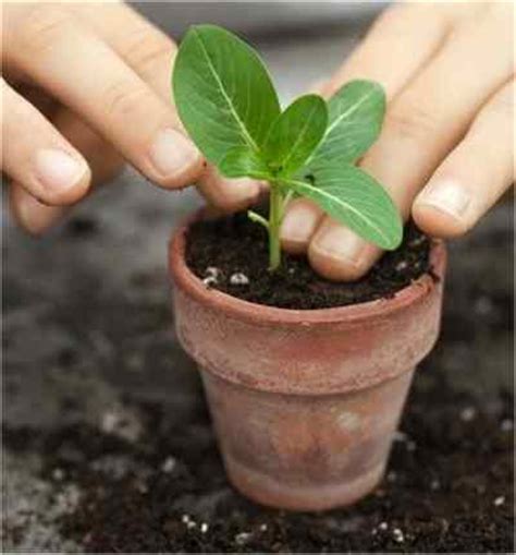 Jardinería Fácil »Últimos consejos para cultivar en macetas pequeñas ...