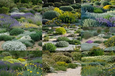 Jardinería sostenible. Combinaciones de plantas mediterráneas para ...