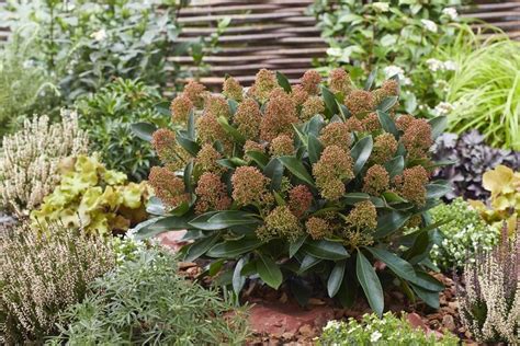 Jardinería sostenible. Combinaciones de plantas mediterráneas para ...