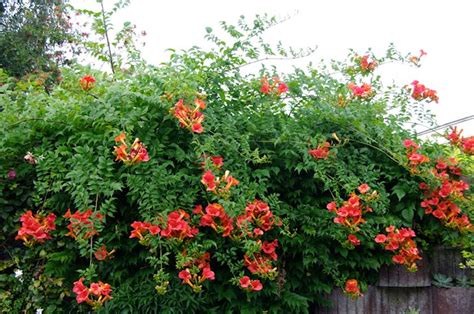 Jardinería y Plantas: 10 enredaderas y plantas trepadoras con flores