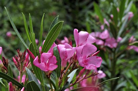 Jardines » Blog Archive » Las plantas aromáticas para el ...