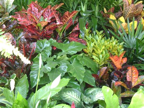 Jardines y Macetas: Fotos de plantas de interior y exterior