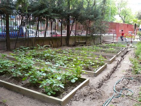 jardinitis: FAO: Crear un huerto escolar