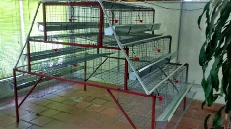Jaula para 72 gallinas ponedoras en Villa Del Rosario ...