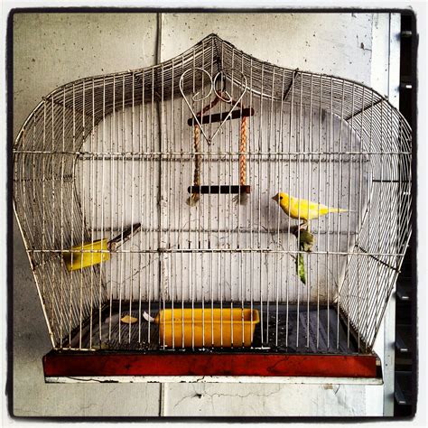 Jaula para canario | Bird cages, Animal house, Bird