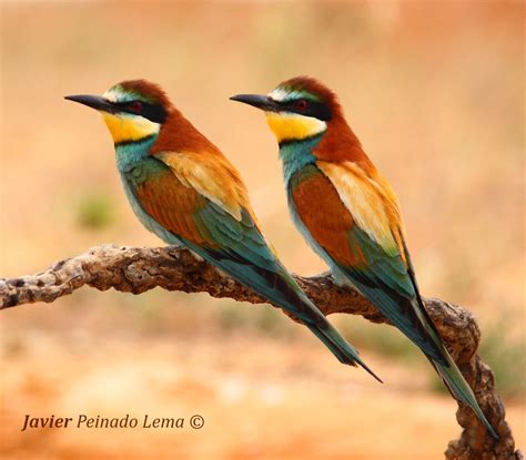 Javier, fotografía.: Abejaruco Europeo  Merops apiaster 27 ...