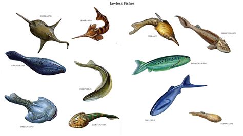 Jawless Fish | Jawless Fishes   Water Based Dinosaurs ...