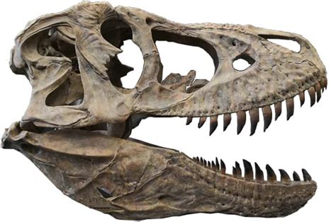 JB llaw Escultura De Cráneo De Tiranosaurio, Fósil De Dinosaurio ...