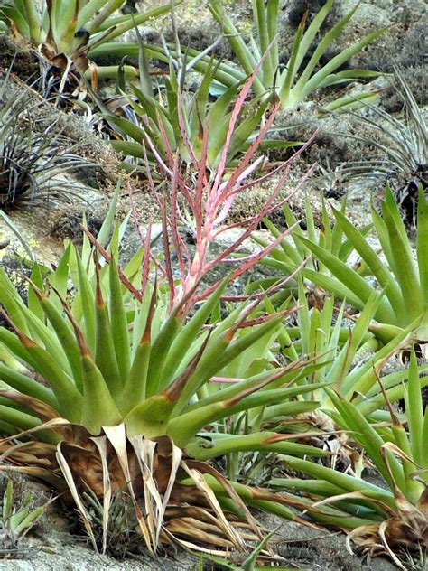 Jehuite: Las nuevas especies de plantas mexicanas de 2015 ...