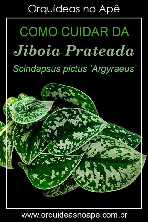 Jiboia Prateada   Scindapsus pictus  Argyraeus  | Cactos e ...