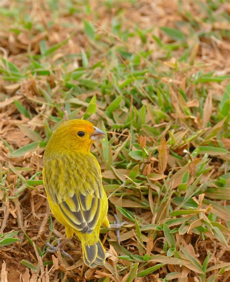 Jilguero Dorado  Guía de Aves de Parque Centenario ...