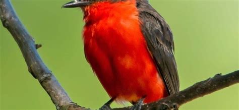 Jilguero: El Pájaro De Nariz Roja Con El Inconfundible Canto