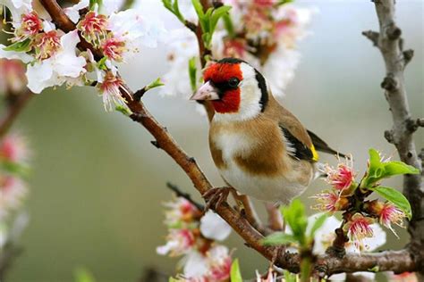 Jilguero en flor de durazno. | Jilguero, Fotos de aves, Aves