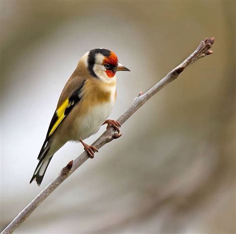 Jilguero | Goldfinch, Beautiful birds, Bird