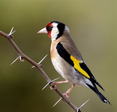 Jilguero | Pájaros cantores | Pinterest | Goldfinch, Bird ...
