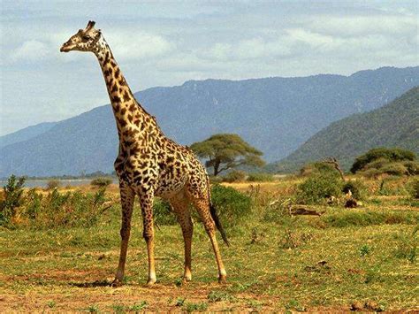 Jirafa o girafa   Ejemplos De