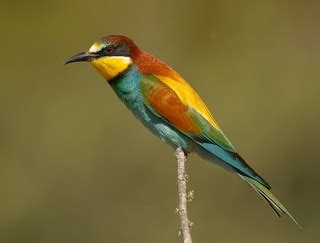 Joao Jara “The Birds of Iberia”