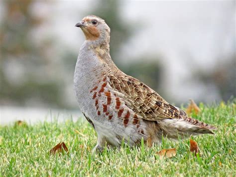 JoDy BirdSpot: Pheasants, Quail  Galliformes