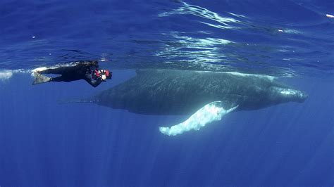 Jonathan Bird s Blue World: Humpback Whales   YouTube