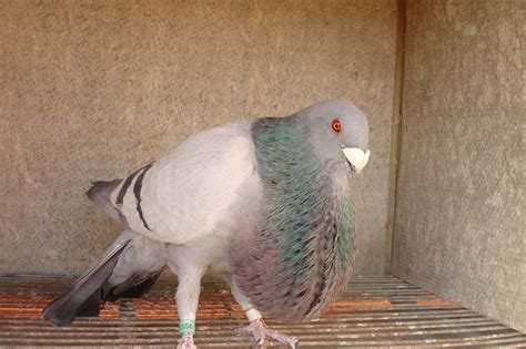 JOSE ANTONIO: EL BUCHE DE NUESTRAS PALOMAS