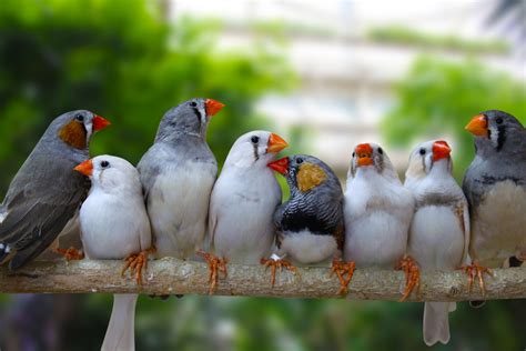 Journal Club: Older zebra finch fathers produce young with ...