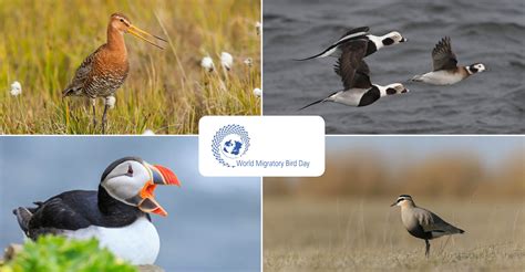 Journée mondiale des oiseaux migrateurs : Un nouveau ...