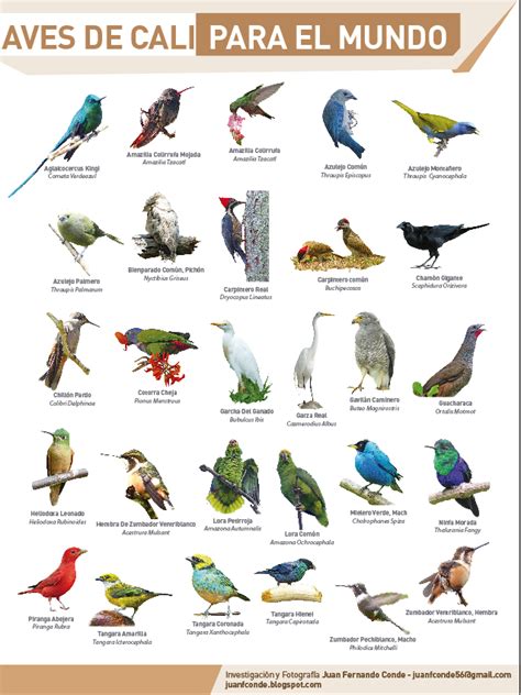 Juan Conde, Pájaros y Naturaleza | aves | Aves, Conde y ...