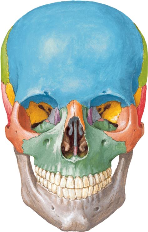 Juegos de Ciencias | Juego de Huesos del cráneo  vista anterior ...