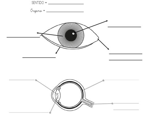 Juegos de Ciencias | Juego de Las partes del ojo | Cerebriti