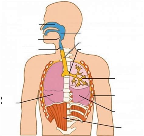 Juegos de Ciencias | Juego de Partes del sistema respiratorio para 2º ...