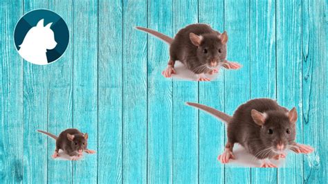 JUEGOS DE GATOS   ¡Atrapando ratones!  Video de entretenimiento para ...