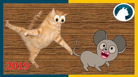 Juegos para gatos de ratones  2019   YouTube