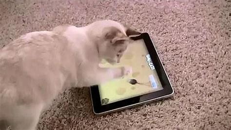 Juegos para gatos en el iPad: insectos, ratón y puntero láser