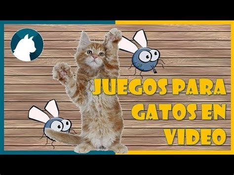 Juegos para gatos en video    Game fot cats    YouTube