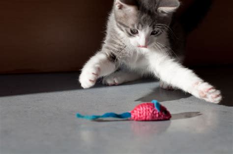 Juegos para gatos que viven solos | Consumer