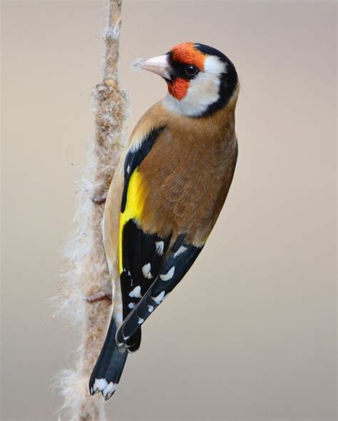 Julio Maiz on Twitter | Pet birds, Nature birds, Goldfinch