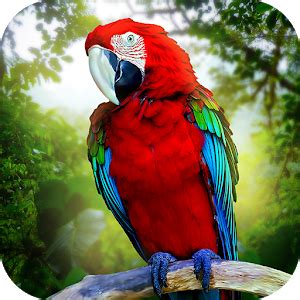 Jungle Parrot Simulator   try wild bird survival ...